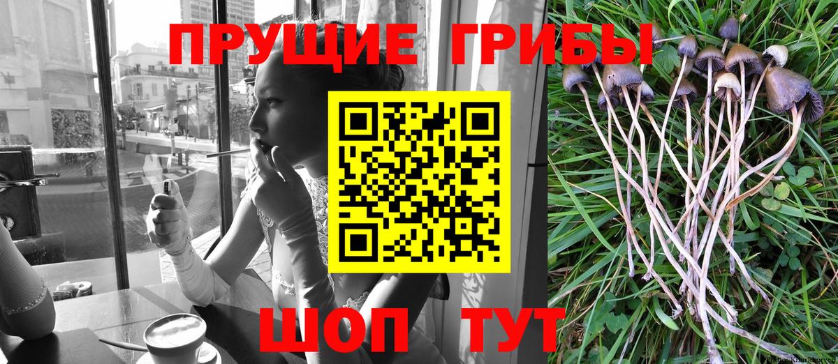 Псилоцибиновые грибы GOLDEN TEACHER  Псилоцибиновые грибы прущие грибы  Коломна 